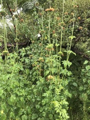 Leonotis nepetifolia nepetifolia