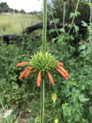 Leonotis nepetifolia nepetifolia