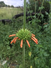 Leonotis nepetifolia nepetifolia