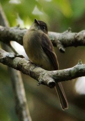 Contopus hispaniolensis