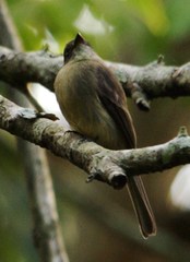 Contopus hispaniolensis