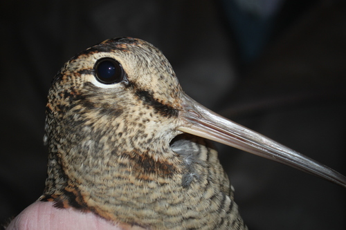 Eurasian Woodcock