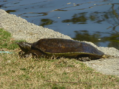 Apalone spinifera