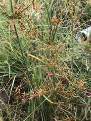 Cyperus sphaerospermus