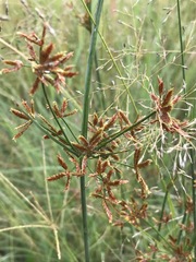 Cyperus sphaerospermus