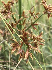 Cyperus sphaerospermus