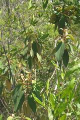 Miconia xalapensis