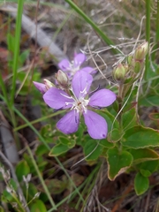 Acisanthera alsinaefolia