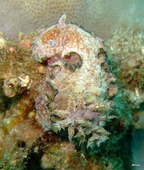 Glossodoris