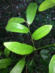 Monanthotaxis caffra