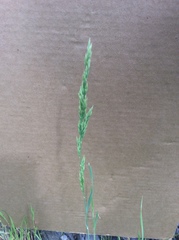 Poa secunda secunda