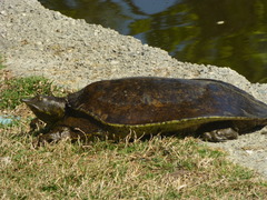 Apalone spinifera
