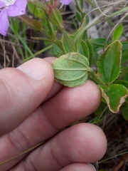 Acisanthera alsinaefolia