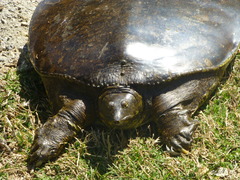 Apalone spinifera