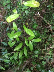 Monanthotaxis caffra