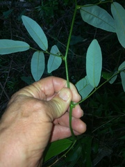 Monanthotaxis caffra