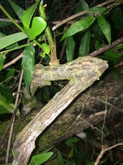 Monanthotaxis caffra