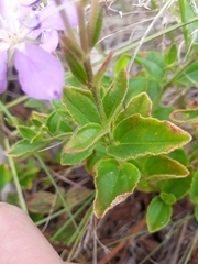 Acisanthera alsinaefolia