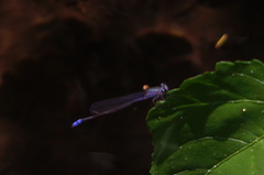 Enallagma novaehispaniae
