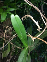 Cyrtorchis arcuata