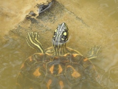 Graptemys flavimaculata