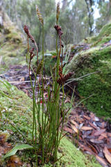 Schizaea australis