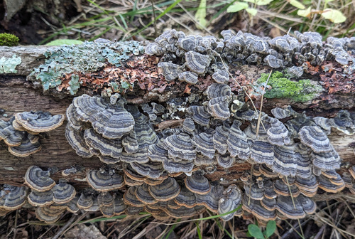 Trametes versicolor