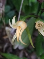 Cyrtorchis arcuata