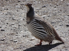 Tetraogallus tibetanus