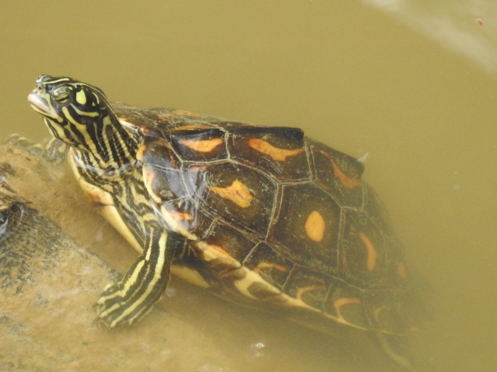 Yellow-blotched Map Turtle