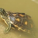 Yellow-blotched Map Turtle - Photo (c) Grover J. Brown, some rights reserved (CC BY-NC), uploaded by Grover J. Brown