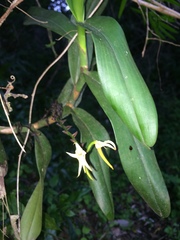 Cyrtorchis arcuata
