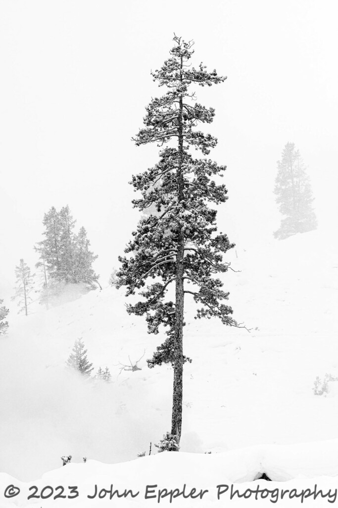 Interior Lodgepole Pine from Park County, WY, USA on January 11, 2023 at 1138 AM by John Eppler
