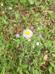 Erigeron quercifolius