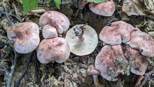 Hygrophorus russula