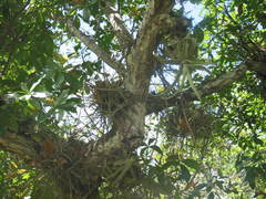Tillandsia streptophylla