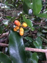 Monanthotaxis caffra