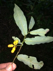 Monanthotaxis caffra