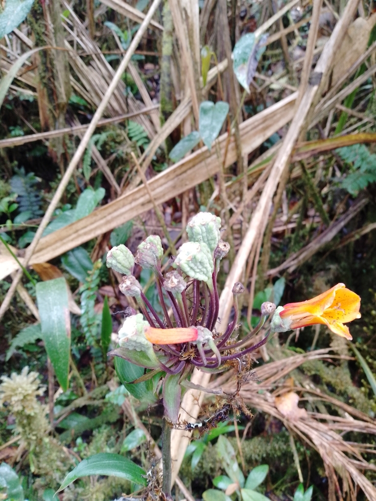 Bomarea patacocensis