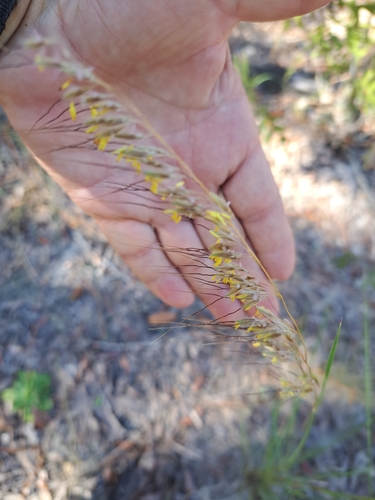 Image of Lopsided Indiangrass (Sorghastrum secundum) by no rights reserved