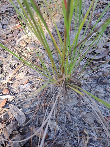 Image of Lopsided Indiangrass (Sorghastrum secundum) by no rights reserved