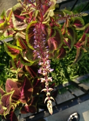 Plectranthus