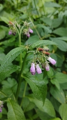 Kostihoj lekársky (Symphytum officinale): pôvod a využitie — fotografia 3