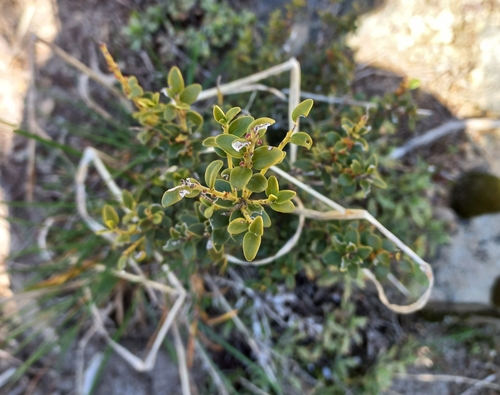 Maytenus chubutensis, photograph 1