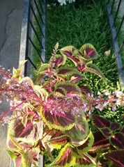 Plectranthus