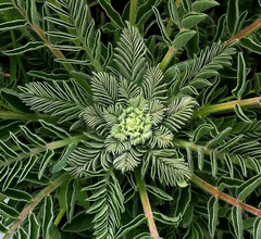 Astragalus macrocarpus