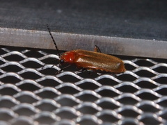 Macrosilis