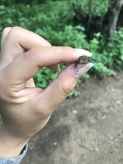 Gonatodes caudiscutatus