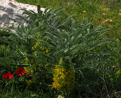 Astragalus macrocarpus