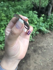 Gonatodes caudiscutatus